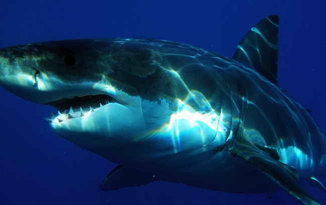 Складено рейтинг найбільш диких вимог багатих туристів